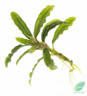 Буцефаландра Библис скайблю, в горшке Буцефаландра Библис скайблю, в горшке